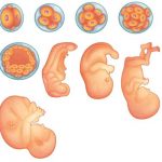 Açık Lise Seçmeli Biyoloji 2 (Biyoloji 6) Üreme Sistemi ve Embriyonik Gelişim Konu Testi